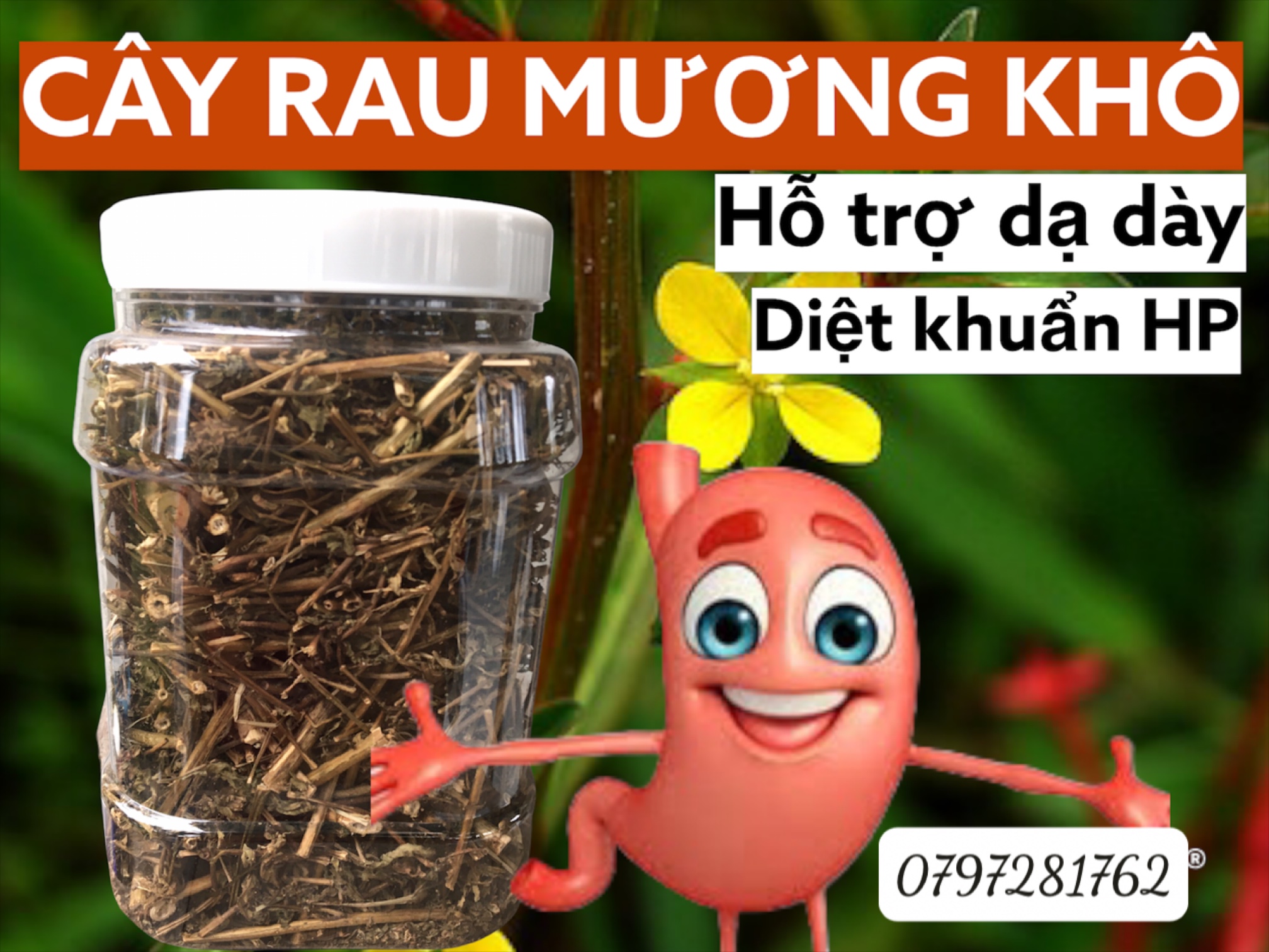 Freeship MAX-Voucher từ 1990.000 giảm 25k ,500gam ( nữa ký ) Trà rau mương /Cây rau mương khô hỗ trợ dạ dày tiêu khuẩn HP , tiêu độc , kháng viêm , mát gan, đóng hộp vệ sinh , an toàn