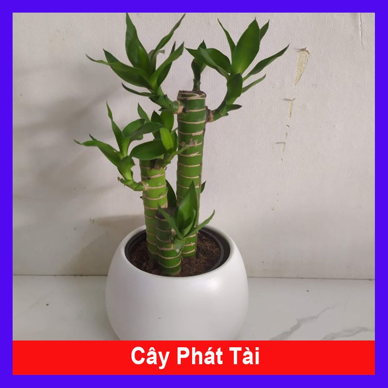 Cây Phát Tài Chậu Sứ Tròn - cây cảnh mini - cây cảnh để bàn - caykiengsadec