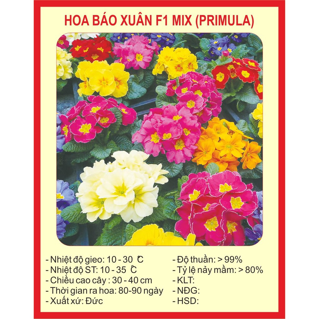 Hạt giống hoa báo xuân 50 hạt