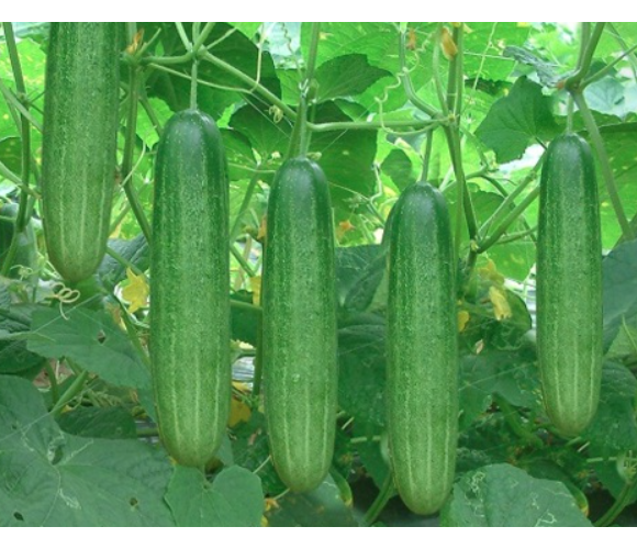 Hạt giống dưa chuột Thái G7 F1 cao sản