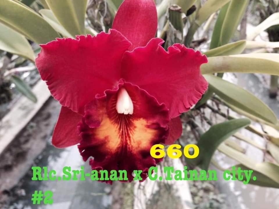 COMBO 5 CÂY Lan Cattleya Giống nhiều màu, hoa bông to đại cực thơm giá siêu rẻ