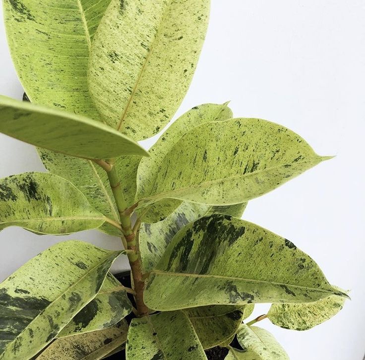 Ficus elastica shivereana - Đa shivereana