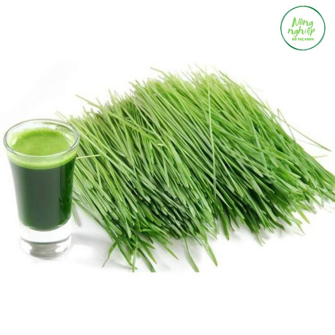 Hạt giống cỏ lúa mì dễ trông, thơm ngon gói 100gr