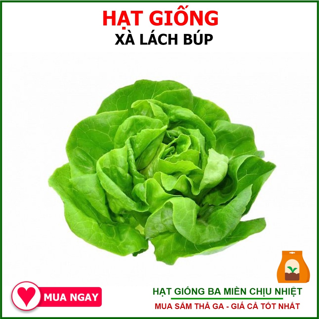 Hạt giống xà lách búp rạng đông 5gram