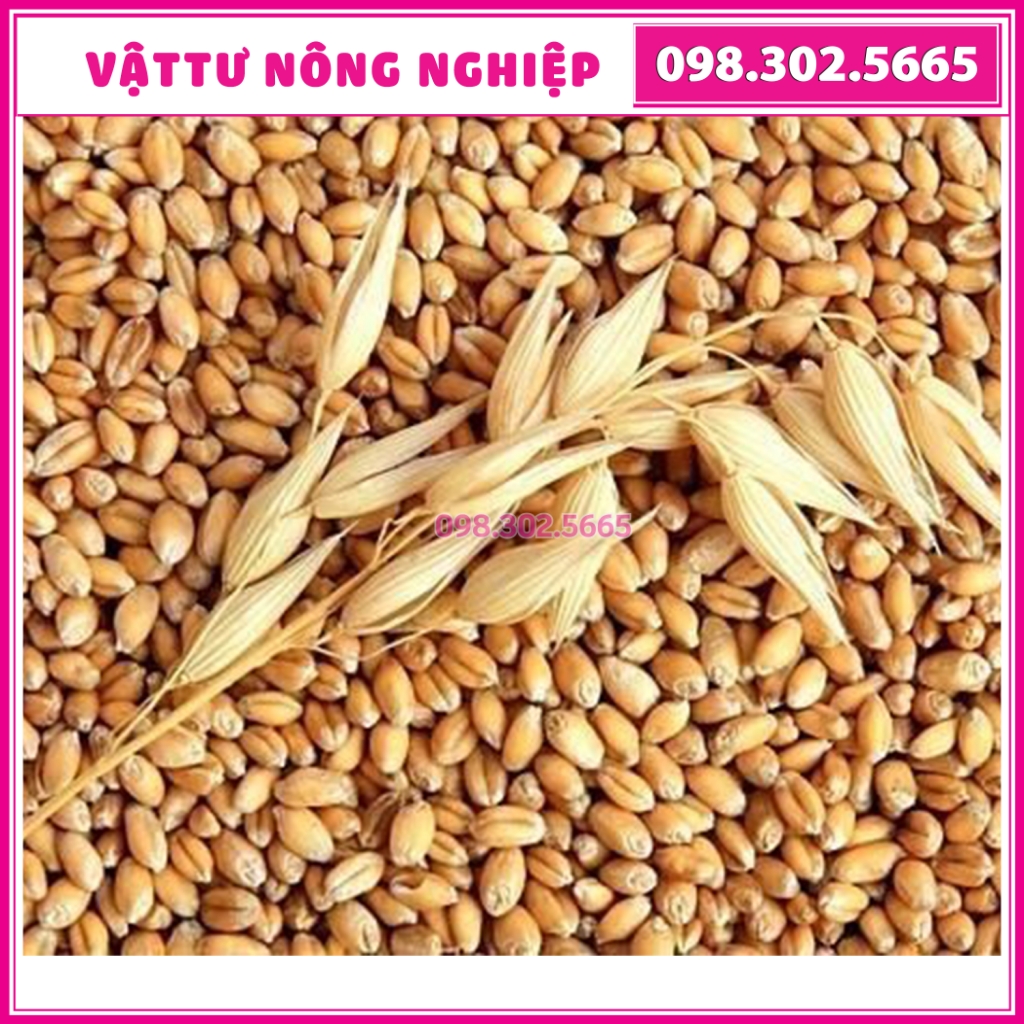 Lúa Mạch Giảm Cân giá rẻ Tháng 8,2023|BigGo Việt Nam
