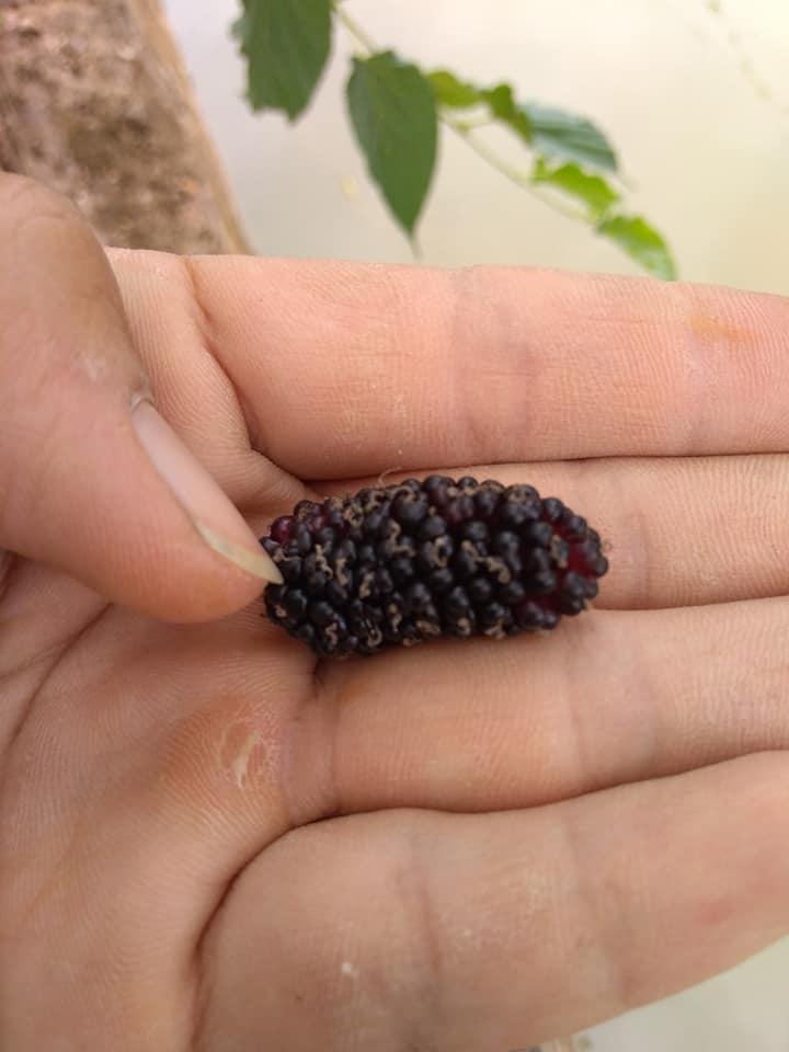 Cây Dâu Tằm Quả To