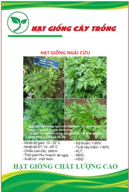 Hạt giống rau ngải cứu - gói 50 hạt