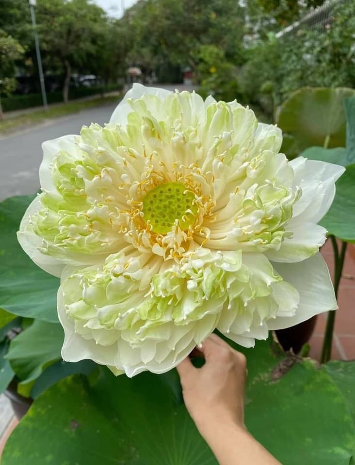Sen quan âm trắng_ củ giống