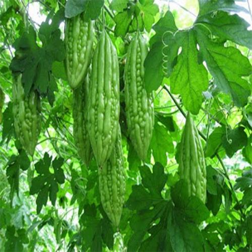 Bộ 2 túi mướp đắng - khổ qua. mỗi túi 10 hạt loại dễ trồng - năng xuất cao.