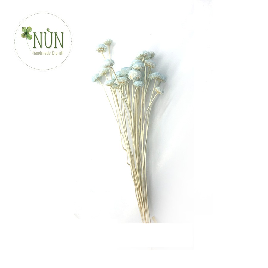 Hoa Khô - Hoa Cúc Bất Tử Nhật Bản Làm Handmade, Trang Trí