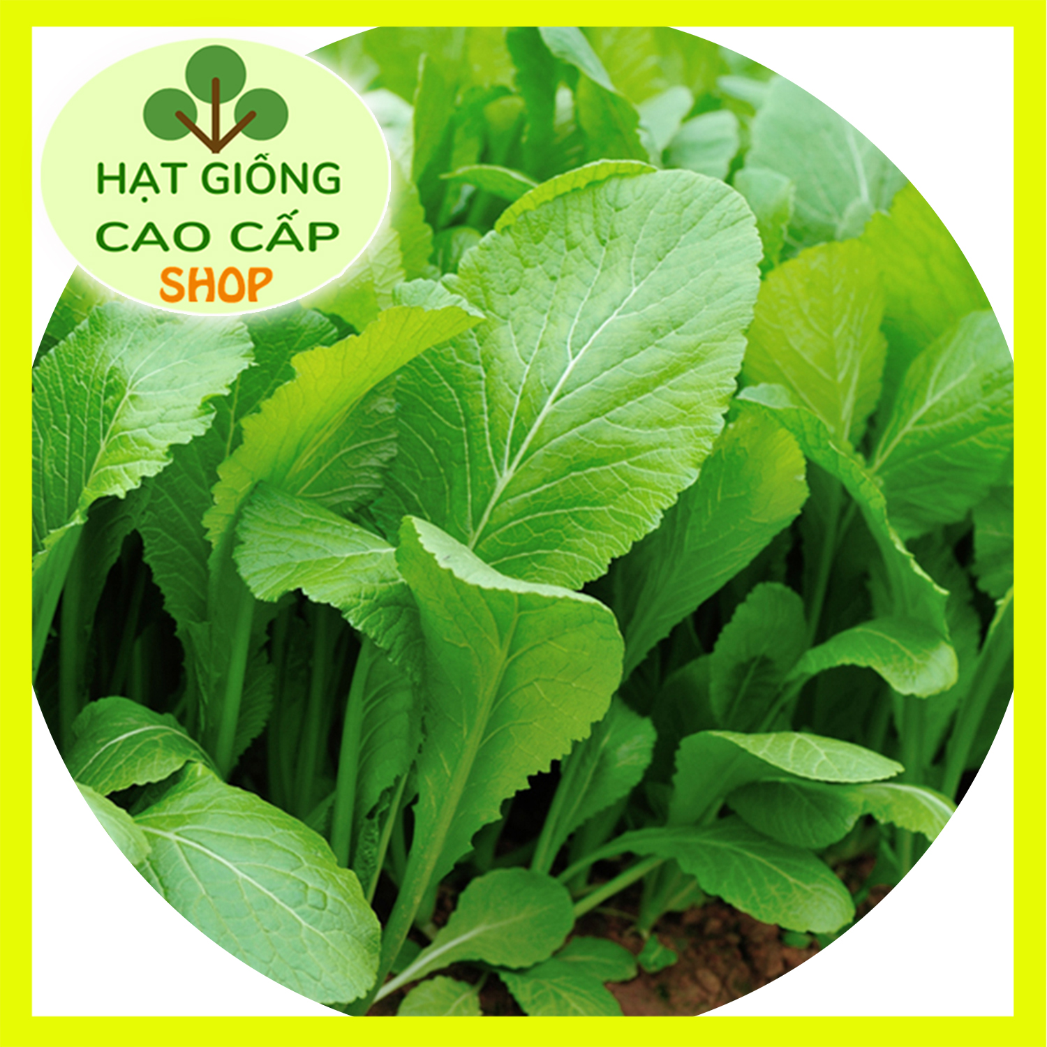 Hạt giống cải bẹ xanh mỡ 20gr