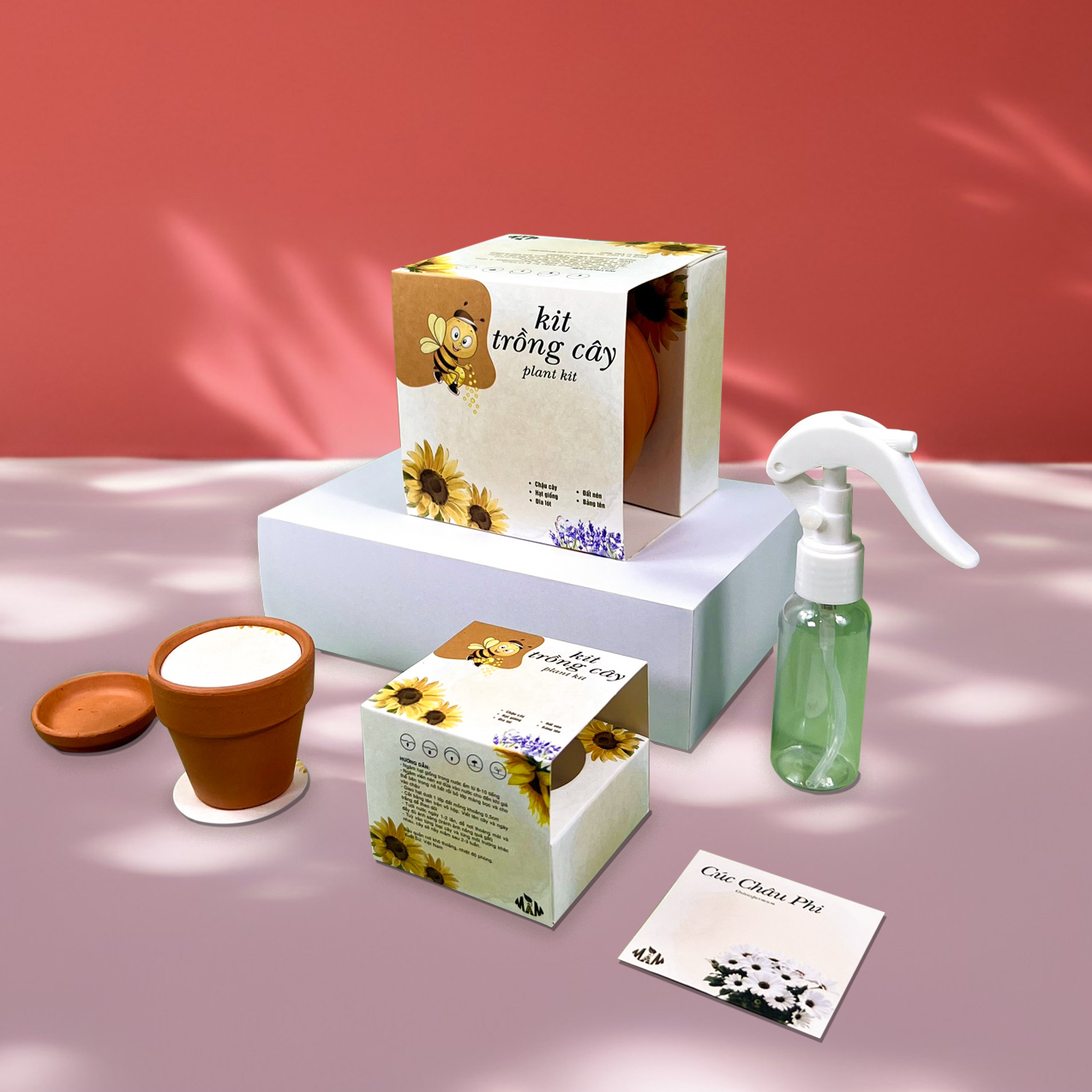 Kit trồng cây mini - bộ trồng cây hạt giống hoa cúc châu phi | plant kit - osteospermum mầm xinh