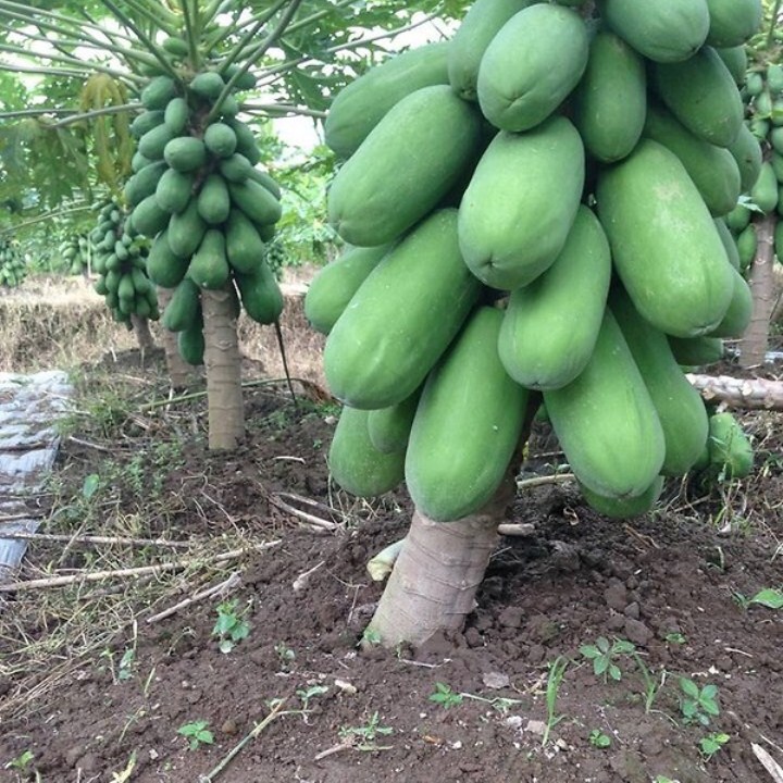 hạt giống đu đủ lùn siêu trái  gói 100 hạt  mua từ 50k tặng 2 sản phẩm