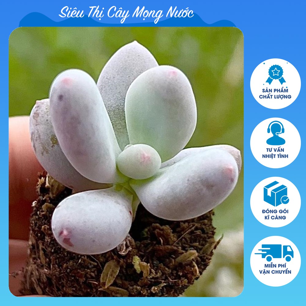 Sen đá Sỏi Trắng size mini 2-2,5cm, siêu ú siêu đáng yêu, lỗi 1 đổi 1