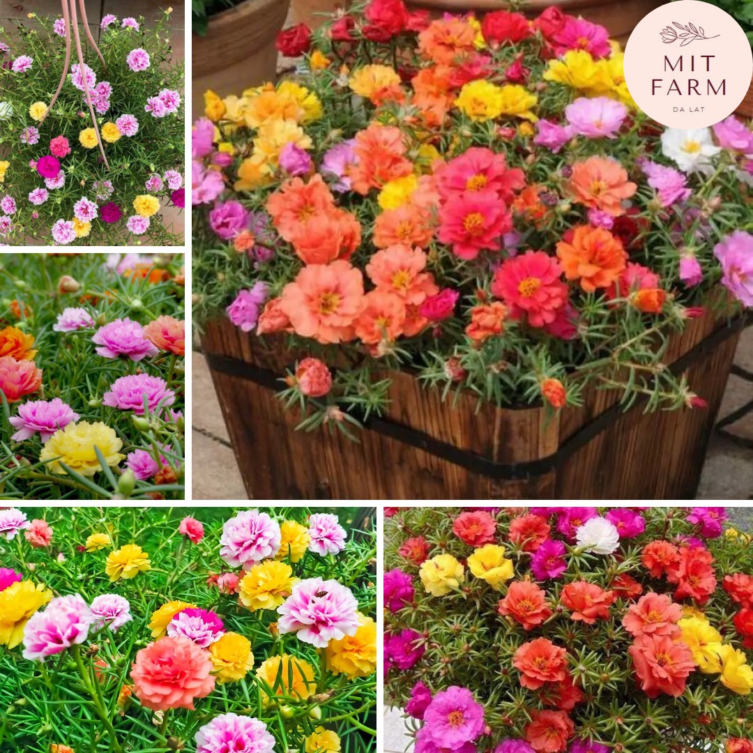 Hạt giống hoa mười giờ nhiều màu
