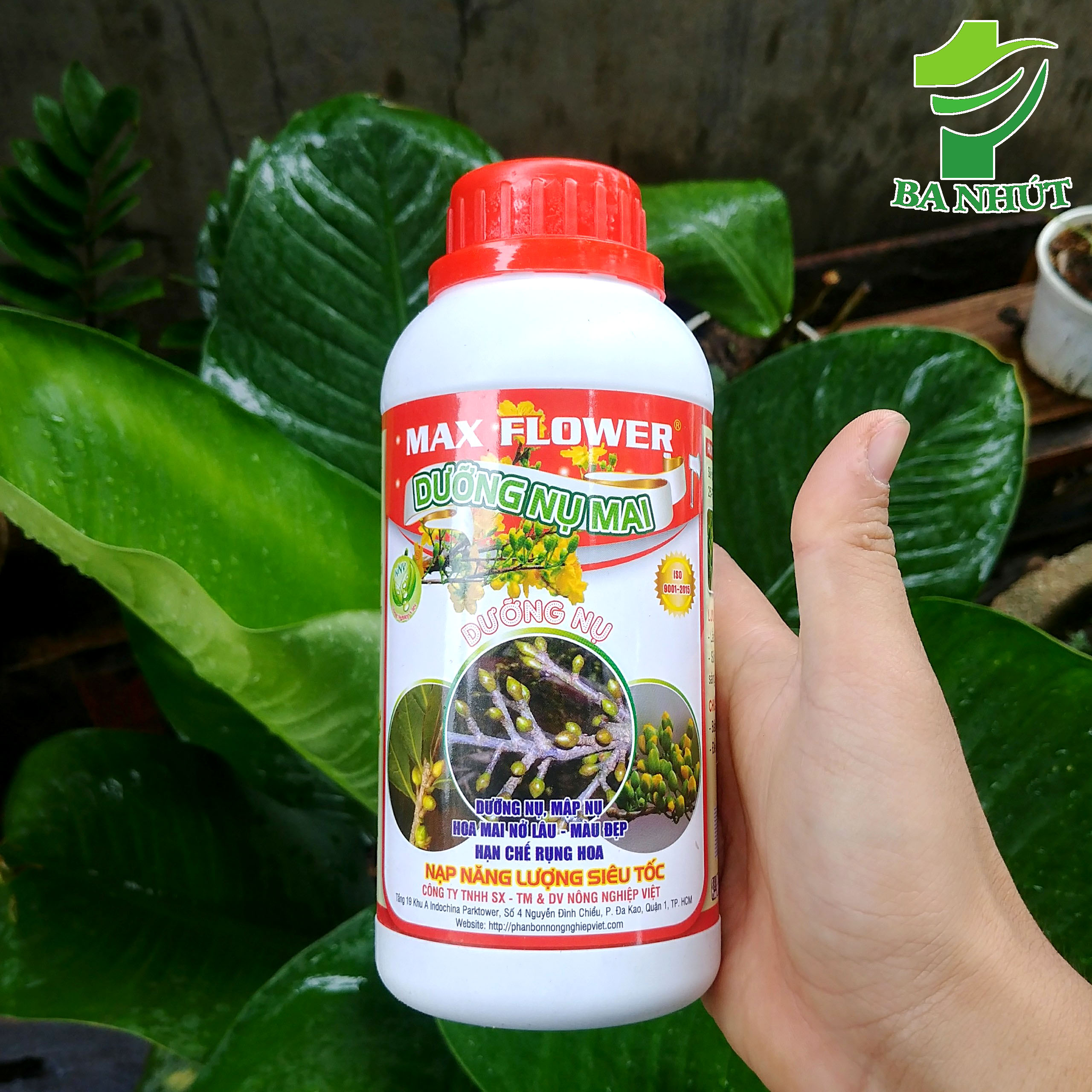 Phân bón dưỡng nụ mai max flower 500ml dưỡng mập nụ, hoa mai nở lâu – màu đẹp, hạn chế rụng hoa