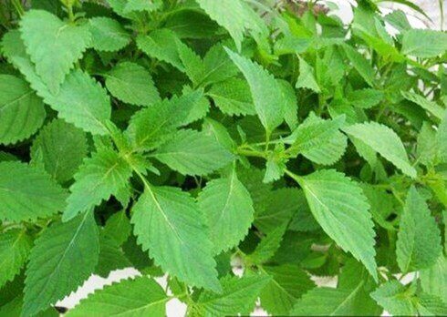 Hạt giống rau kinh giới - rau gia vị