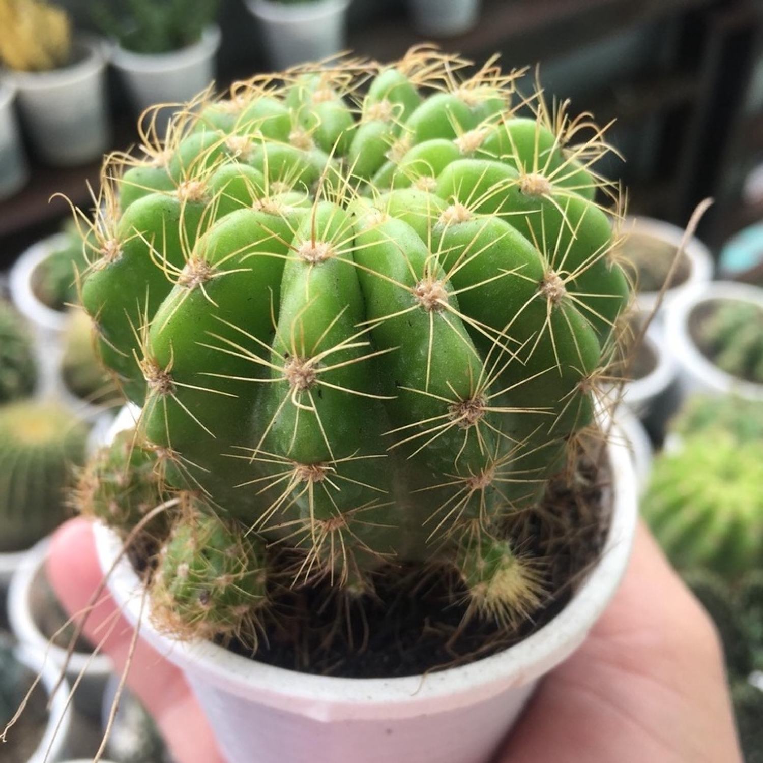 Xương rồng bí xanh size bầu- xương rồng bí ngô