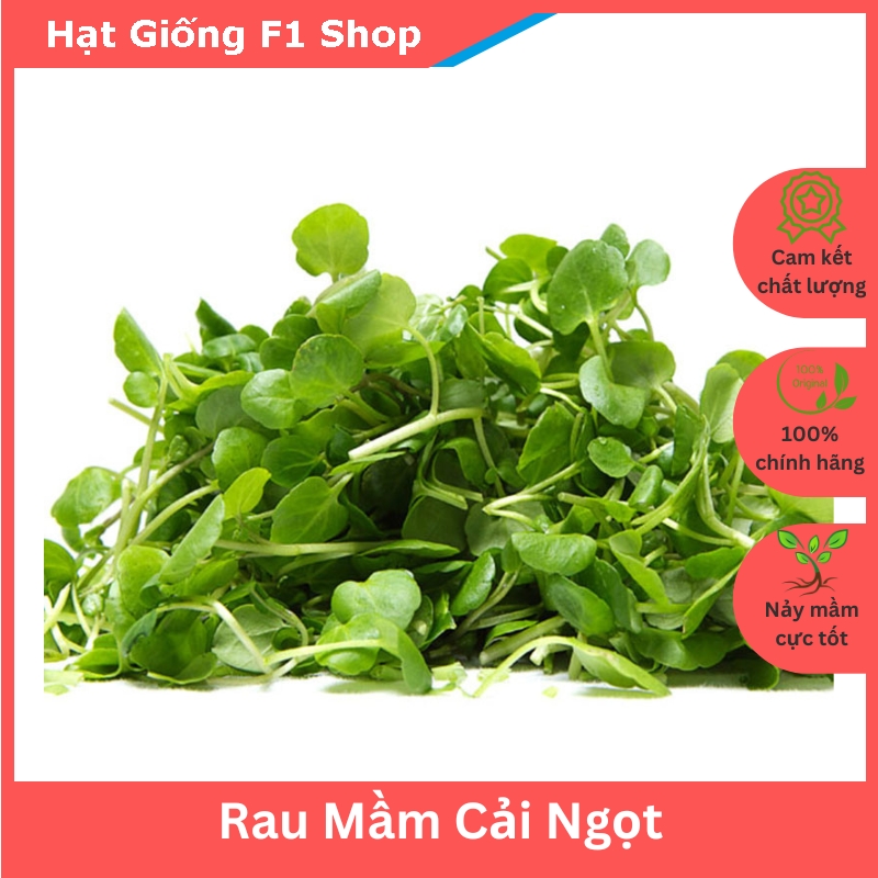 Hạt giống rau mầm cải ngọt