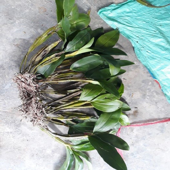 Hoa lan thủy tiên mỡ gà