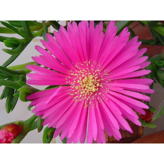 COMBO 5 gói hạt giống hoa mười giờ châu phi TẶNG 1 phân bón