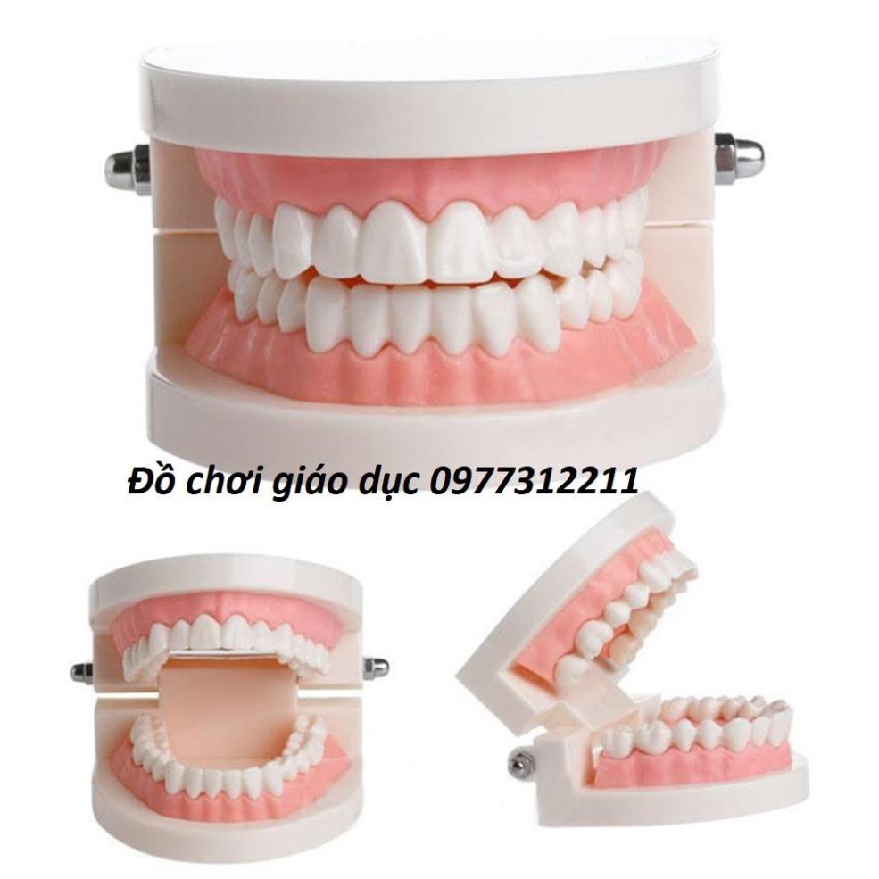 Mô hình hàm răng tập chải răng cho bé Đồ chơi thực hành cuộc sống