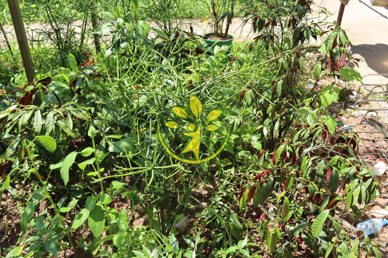 Cây quỳnh giao (kim dao, xương cá) chuẩn hàng, cao gần 1 mét