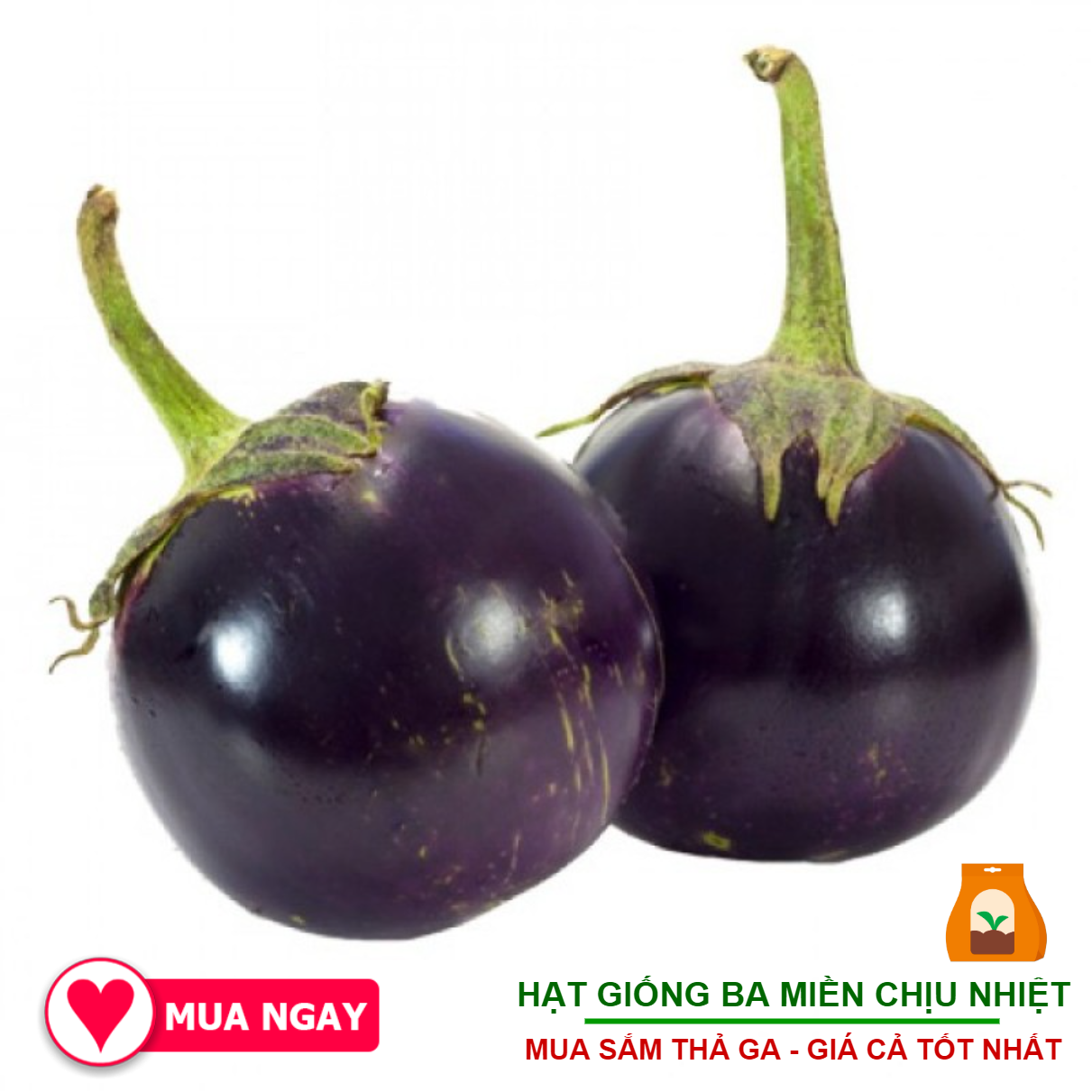 1G - Hạt Giống Cà Bát Tím