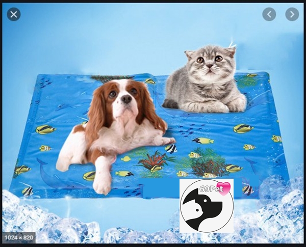 [HCM]Nệm nước gel lạnh cho Chó- Mèo. " SIÊU PHẨM CHO MÙA HÈ "