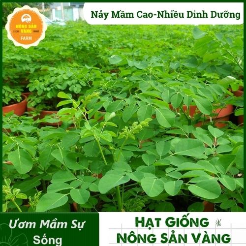 Hạt Giống Chùm Ngây, Thân Cây, Vỏ Cây, Lá, Quả, Hạt Và Rễ Đều Có Công Dụng Rất Tốt Cho Sức Khỏe (Gói 50 Hạt) - Nông Sản Vàng