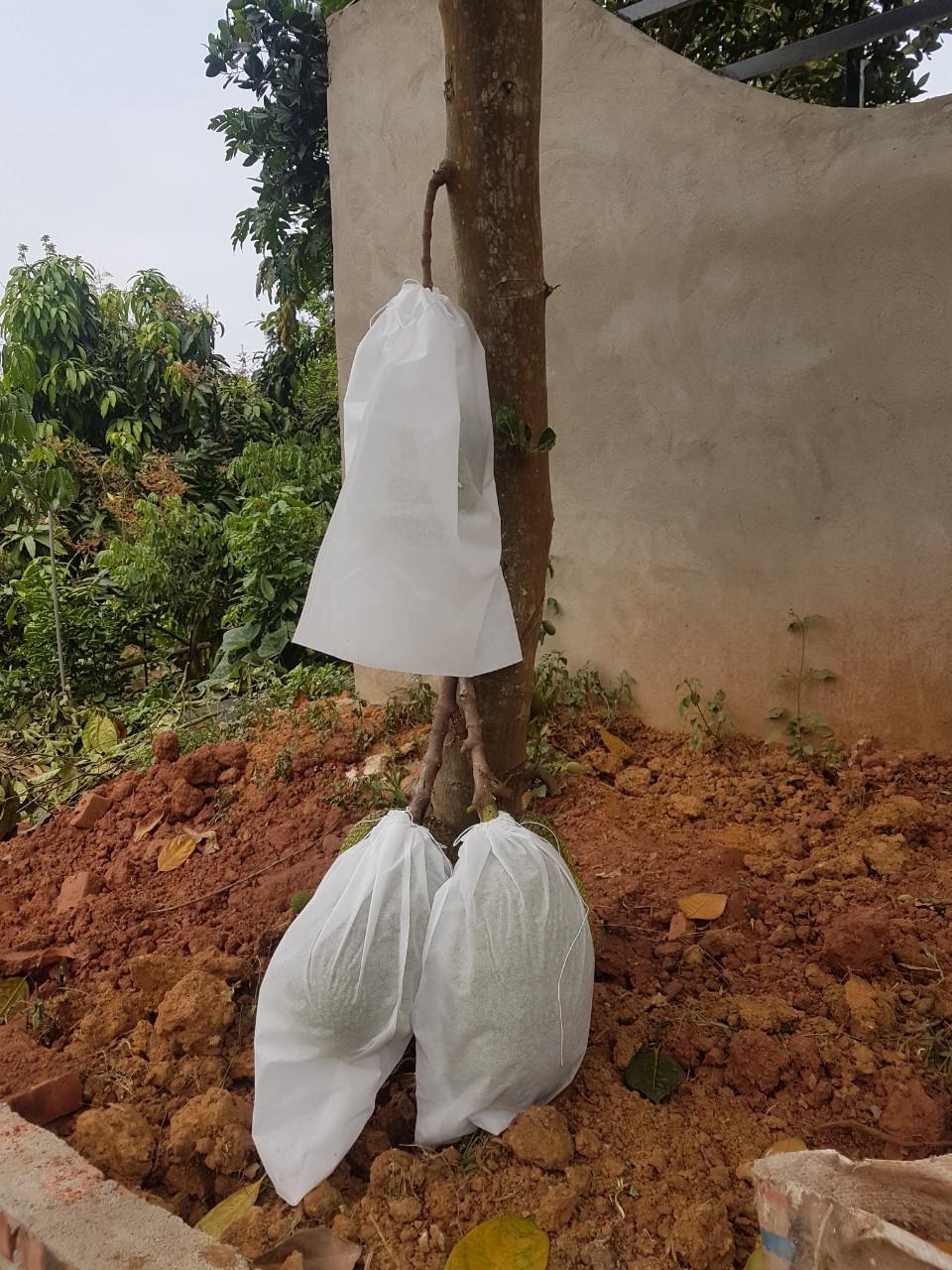 TÚI BỌC TRÁI CÂY MÍT, SẦU RIÊNG 100 TÚI CÓ DÂY RÚT 50X70CM