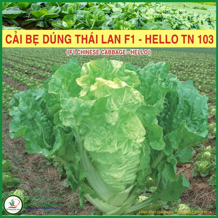 Hạt giống rau Cải bẹ dúng Thái Lan F1 - Hello TN 103 - 1g