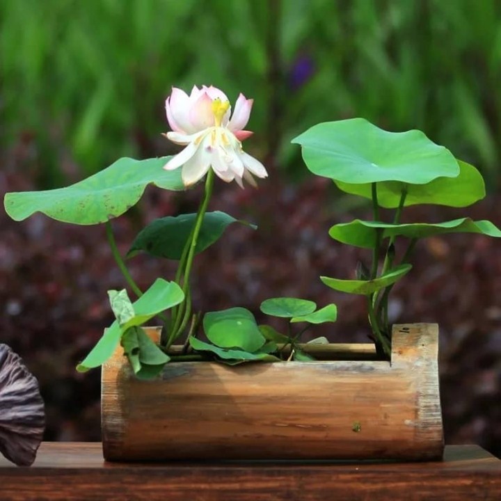 8 hạt giống sen nhật mini 8 màu