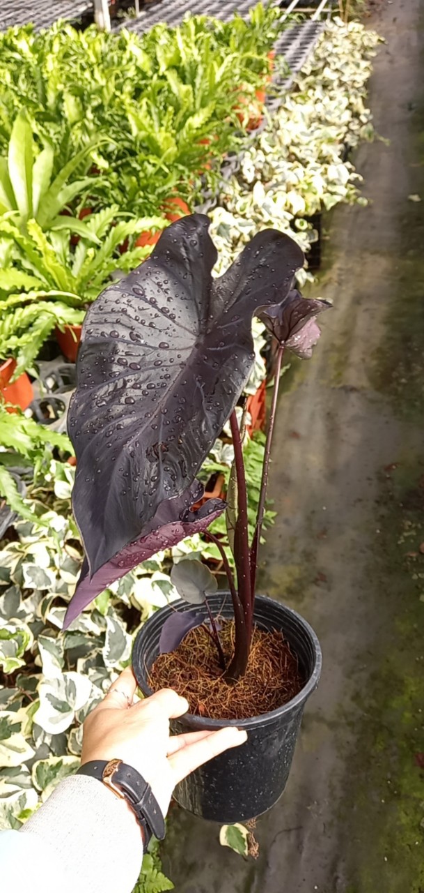 Môn đen - Alocasia Black Coral màu đen huyền bí