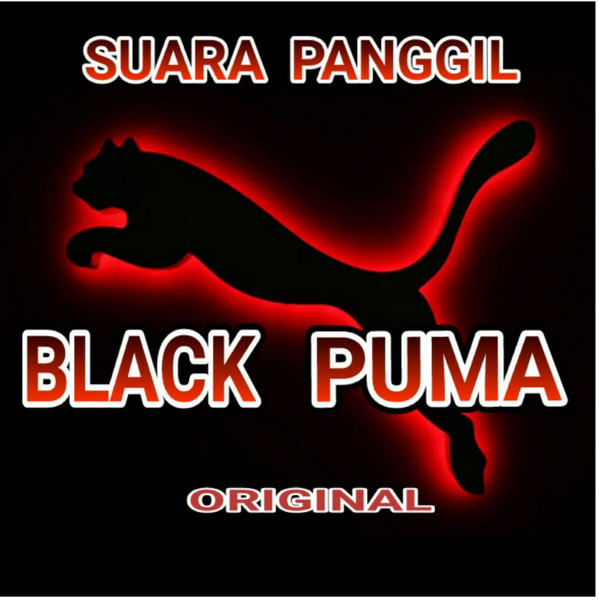 Âm thanh nhà yến Black Puma âm thanh gọi yến ngoài trời hút chim non
