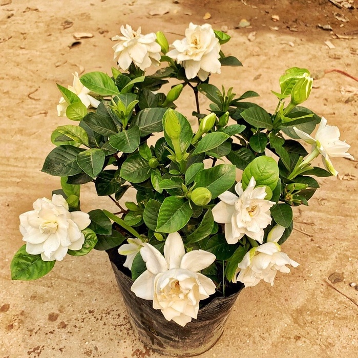 Cây hoa dành dành, bạch thiên hương cao 35 - 40cm hoa nở to toả hương,cây cảnh trang trí sân vườn