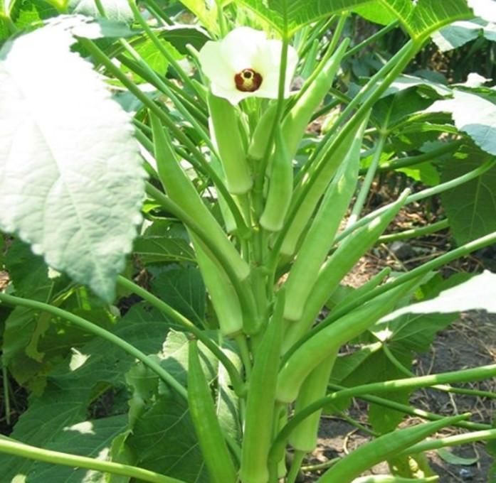Hạt Giống Đậu Bắp gói 20gr hat giong rau sach thuy canh Nongnghiepxanh