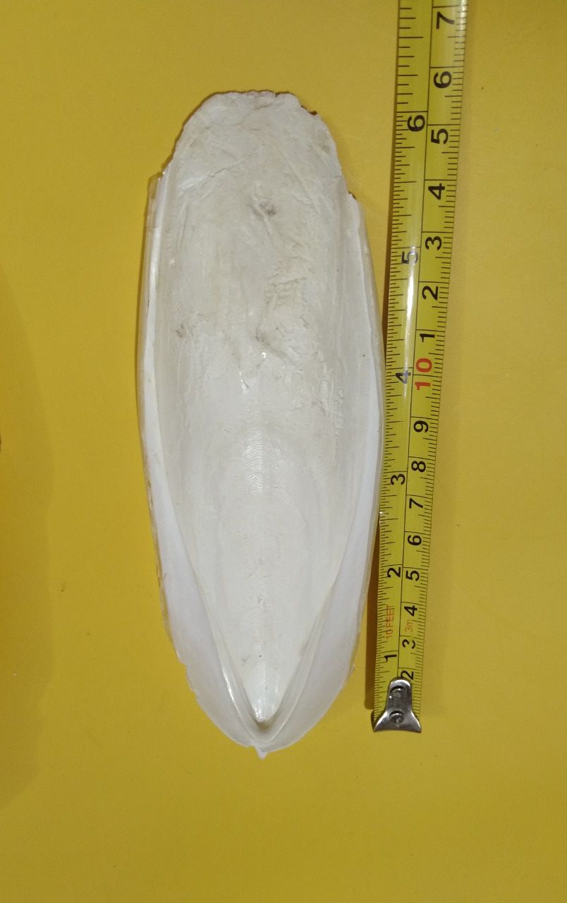1 nan nhỏ cho chim, vẹt, yến phụng
