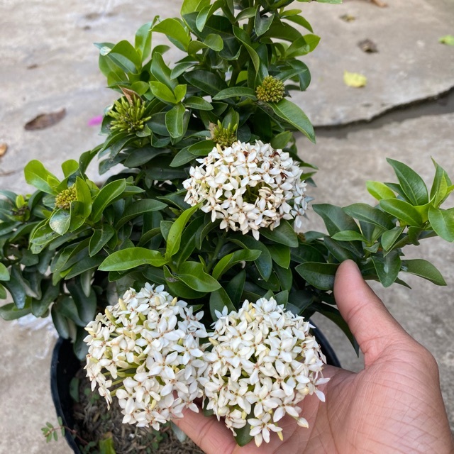 TRANG TRẮNG LÁ NHỎ BÔNG TO - TRANG TRẮNG- MẪU ĐƠN TRẮNG - TRANG MỸ TRẮNG