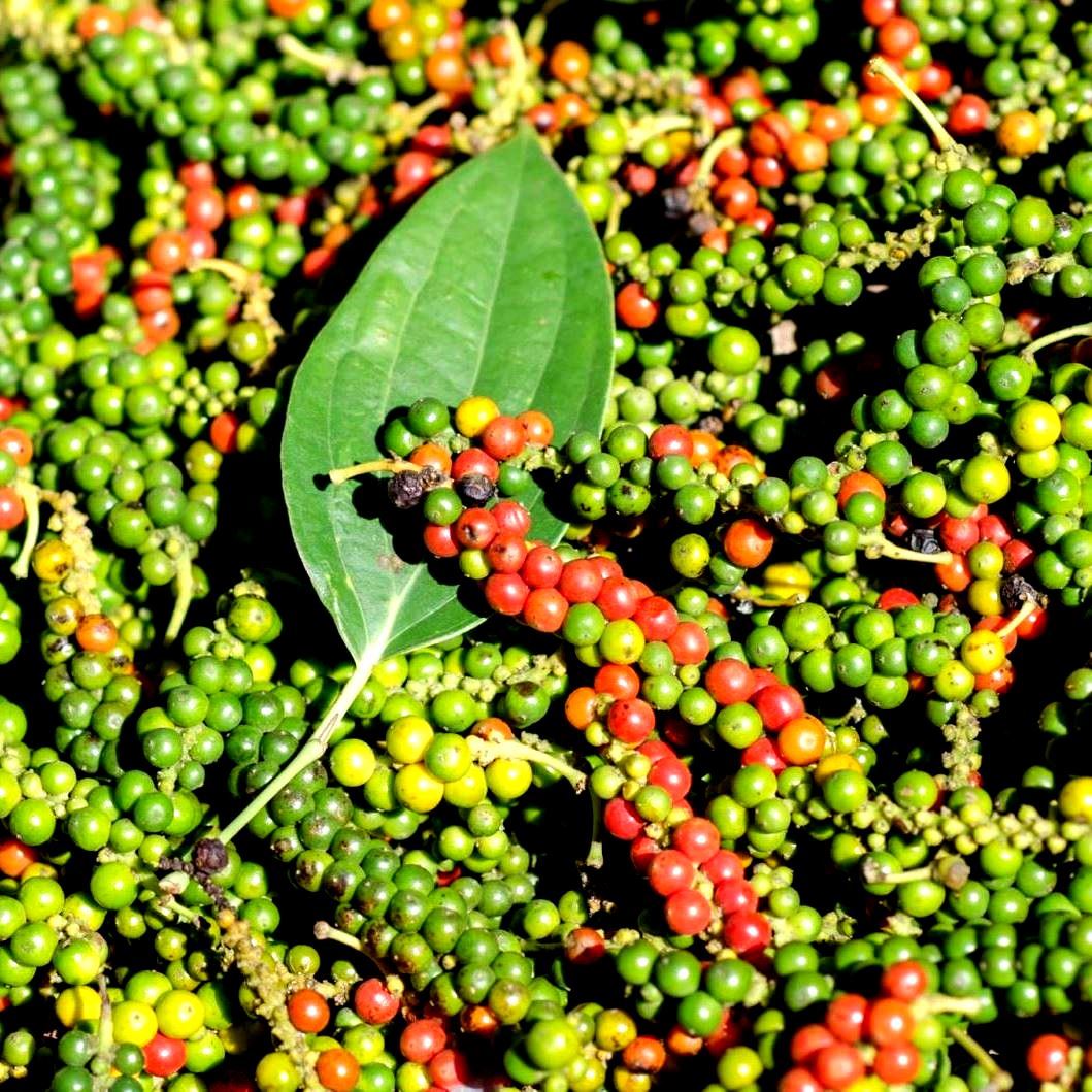 CÂY GIỐNG HỒ TIÊU, MỘT BẦU 2-3 CÂY Y HÌNH CHỤP