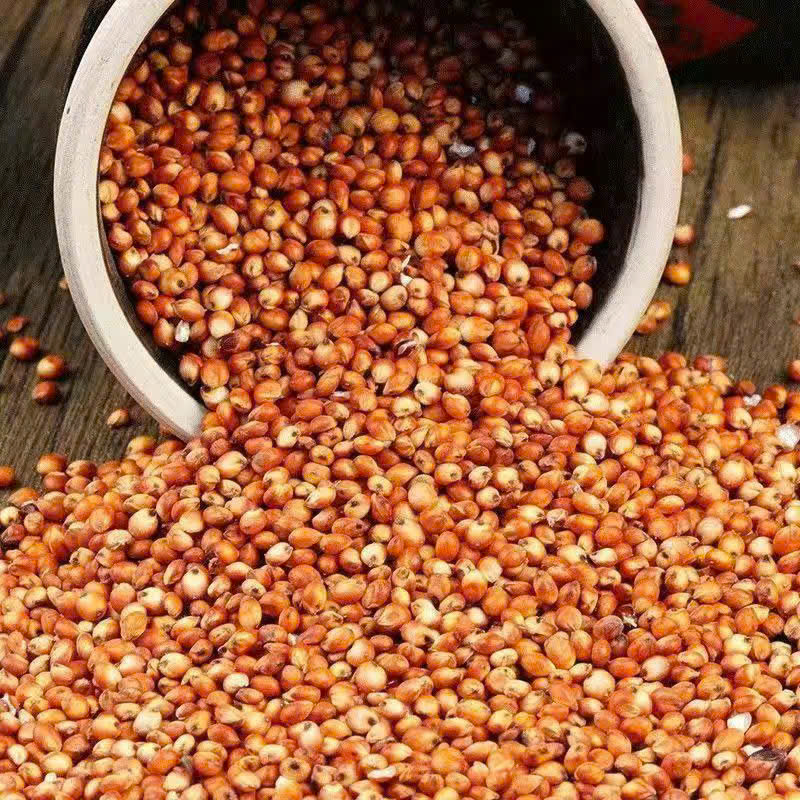 Cao lương đỏ, một loại ngũ cốc nguyên hạt chất lượng cao, là thức ăn gia cầm giàu dinh dưỡng, thích hợp cho chim bồ câu đua, chim bồ câu lấy thịt và các loại bồ câu khác. Cung cấp trực tiếp cao lương để làm rượu vang và giấm. Cao lương còn vỏ cũng có sẵn.
