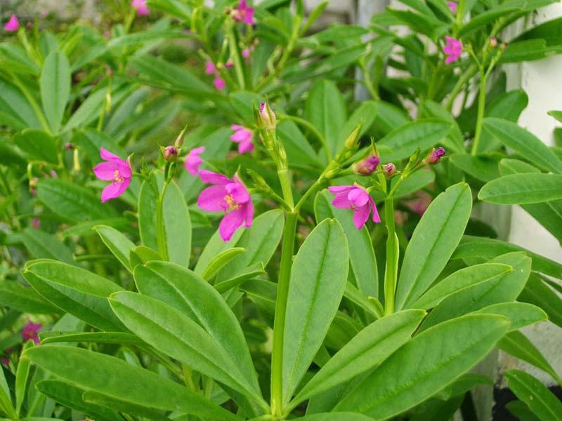 [HCM]Combo 2 bầu cây sâm đất