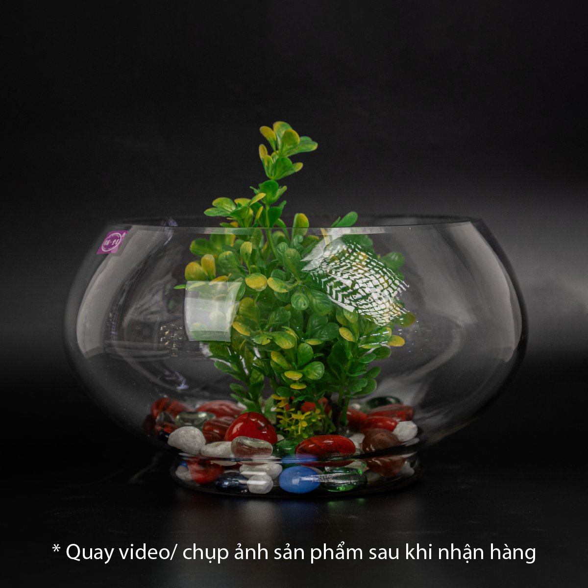 Bình thủy tinh tròn chân có đế chuyên dùng trồng cây thủy sinh, thủy canh, bình nuôi cá để bàn