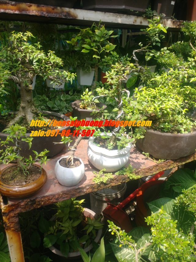 linh sam bonsai chậu mini