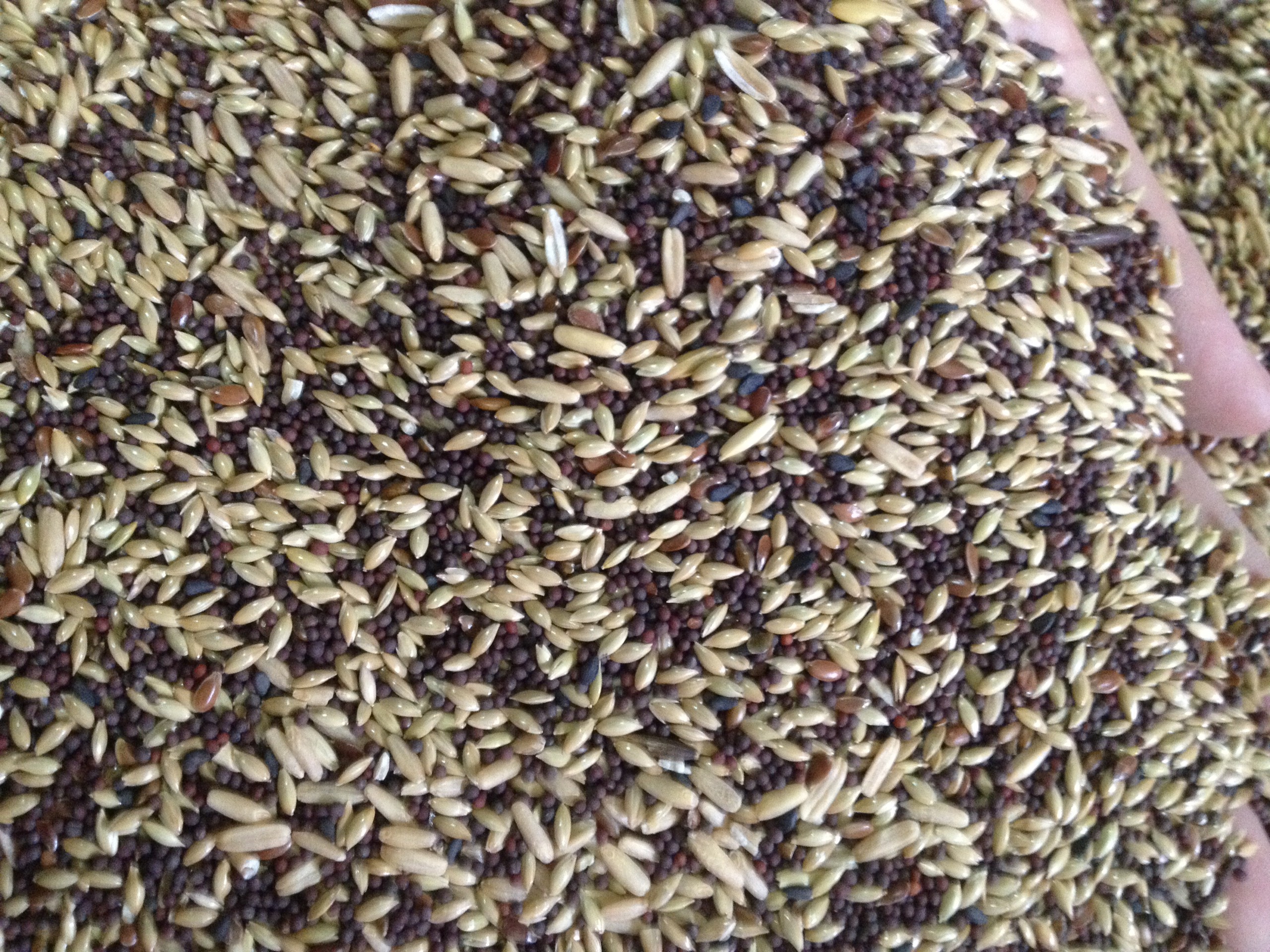 hạt trộn cho chim yến hót 1kg