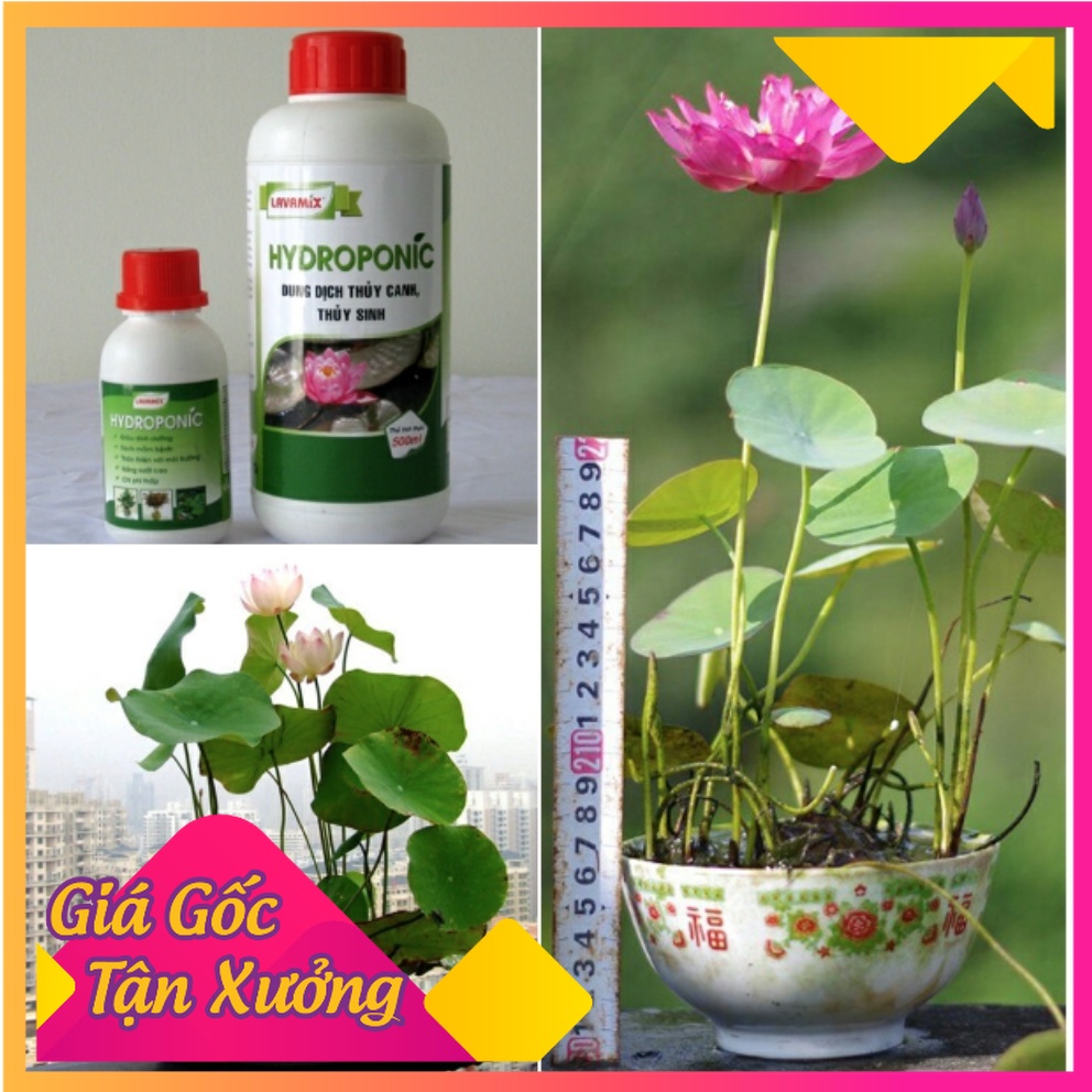 Dung dịch thủy canh hydroponic 100ml