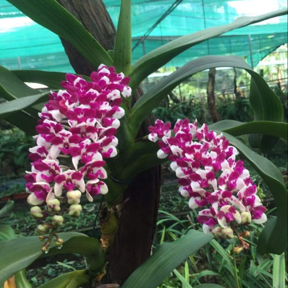 Lan đai châu Thái cực đẹp giá vườn màu Bò sữa