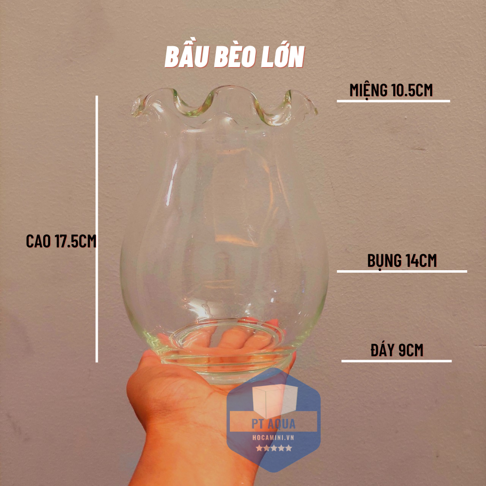 Chậu thủy tinh mini , chậu hoa thủy tinh , chậu thủy tinh mini tai bèo