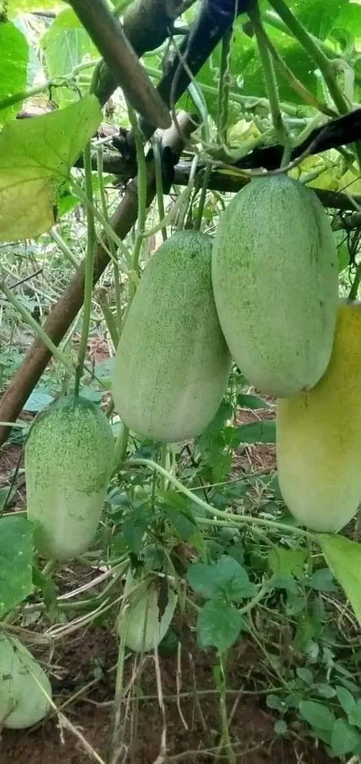 Gói 30 hạt giống dưa chuột mèo