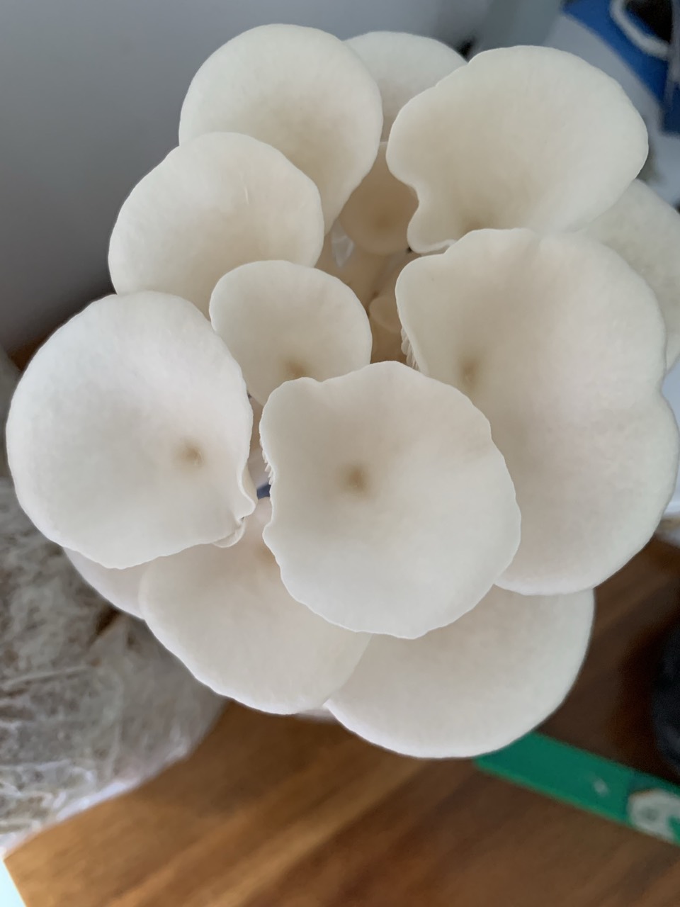 Phôi nấm Sò